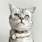 Silver tabby cat named Winston wearing the “Boldfire Crest” cat collar with yellow and silver leather patches while posing against a light grey background.