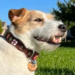 Dog named Job wearing the “Vintage Bloom Fiesta” leather collar with floral design while sitting on a grassy lawn.