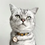 Grijze kat met de unieke “Boldfire Crest” halsband van premium geel en zilverkleurig leer, luxe steentjes, comfortabele binnenlaag en breakaway veiligheidssluiting, vooraanzicht.