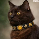 Zwarte kat met de mystieke zwarte leren kattenhalsband “Guardian Eyes”, met gele kattenogen, messing sterren, elastische veiligheidssluiting en comfortlaag in een stijlvolle, moderne uitstraling.