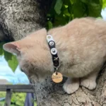 Red grey cat showing the handmade black‑white leather collar & silver studs, combining modern elegance and punk‑studded flair in a confident, expressive look.