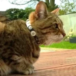 Tabby cat wearing a handmade black‑white leather collar & silver studs, modern elegant in feel with a lively retro‑studded personality and bold feline style.