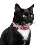 Chat noir et blanc portant un collier pour chat en cuir noir avec cuir rose fuchsia clouté et spikes, dont le contraste souligne le style coquette espiègle et le caractère punk audacieux.