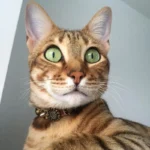 Cat model Savana in a front view with the “Camouflage Luxe” collar, highlighting the leopard‑print leather, spikes, and elegant fit around the neck.