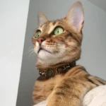 Cat model Savana wearing the “Camouflage Luxe” collar in a side view, showing the leopard‑print leather, spikes, and natural feline proportions.