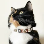 Gato carey luciendo el collar de cuero marrón con acentos negro‑blanco de estrellas, en un estilo moderno elegante y retro‑extravagante.
