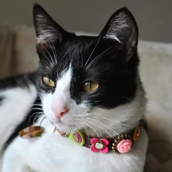 Poes Dinah laat onze vintage stijl poezenhalsband met roze roos, bloemen en steentje zien, met de unieke 3D roze roos in de schijnwerpers.