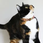Poes Sunny laat onze vintage stijl leren poezenhalsband zien met roze roos, bloemen en steentje.