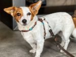Exklusives Luxus Hunde-Geschirr mit türkis farbe Steinen und Nieten, Design Bohemian
