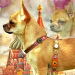 Chihuahua Pauline zeigt die Seite des bunten Hundegeschirrs aus Leder im Vintage-Stil mit rosa Rosen, Blumen und Steinen.