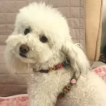 Die wunderschöne Hündin Olivia zeigt ihr buntes Hundegeschirr aus Leder im Vintage-Stil mit rosa Rosen, Blumen und Steinen.
