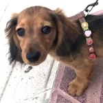 Die süße Teckel Olivia zeigt fröhlich ihr buntes Hundegeschirr aus Leder im Vintage-Stil. Man sieht die Seite mit rosa Rosen und Blumen.