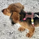 Teckel Olivia zeigt ein buntes Hundegeschirr aus Leder im Vintage-Stil mit rosa Rosen, Blumen und Steinen. Die Hundeleine ist mit einem D-Ring an der Oberseite verbunden.