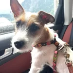 Die hübsche Hündin Zelda zeigt ihr buntes Hundegeschirr aus Leder im Vintage-Stil mit rosa Rosen, Blumen und Steinen, verbunden mit einer passenden Hundeleine.