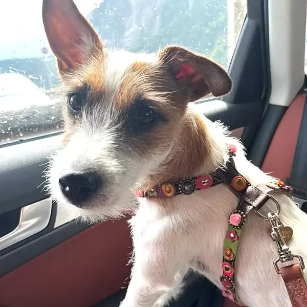 Die hübsche Hündin Zelda zeigt ihr buntes Hundegeschirr aus Leder im Vintage-Stil mit rosa Rosen, Blumen und Steinen, verbunden mit einer passenden Hundeleine.