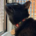 Kattenmodel Kova met Superpipapo leren kattenhalsband Cupido met rode hartjes en gouden sterren.