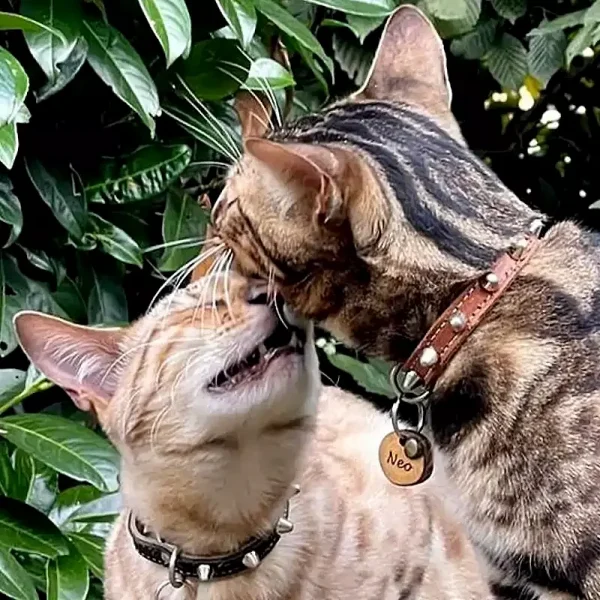 Twee kattenmodellen showen punk leren kattenhalsbanden met spikes in zwart en bruin leer.