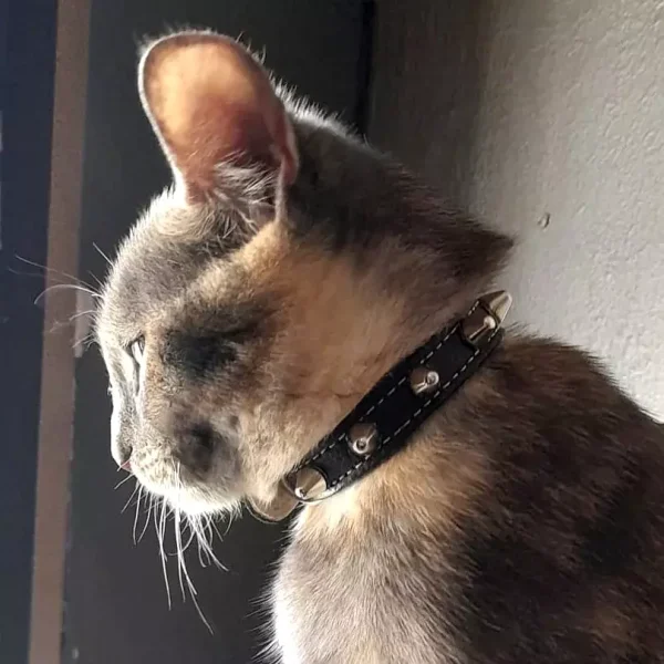 Dit is kattenmodel Lilith die haar punk leren kattenhalsband met spikes in zwart leer laat zien.