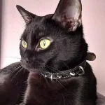 Zwarte kat en kattenmodel Rock toont zijn punk leren kattenhalsband met spikes in zwart leer.