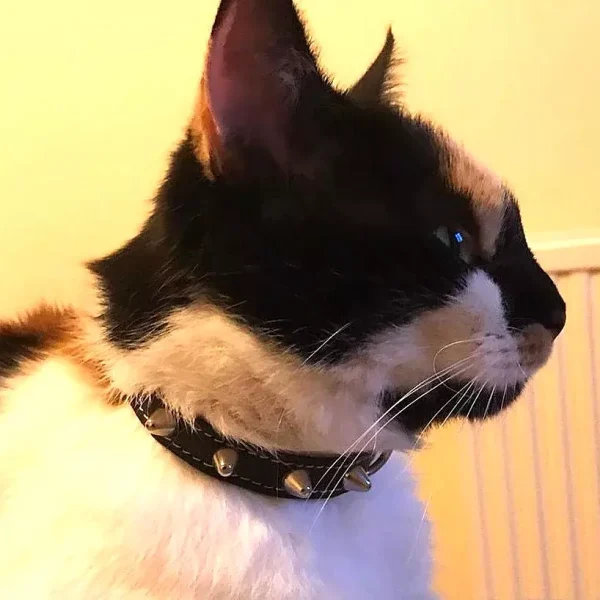 Kat in verschillende kleuren toont zijn punk leren kattenhalsband met spikes in zwart leer.