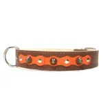 Großes braunes Lederhalsband mit intensiver orangefarbener Oberlage, silbernen Nieten und messingfarbenen Spikes. Für Labrador Retriever, Golden Retriever und den seltenen Nova Scotia Duck Tolling Retriever.