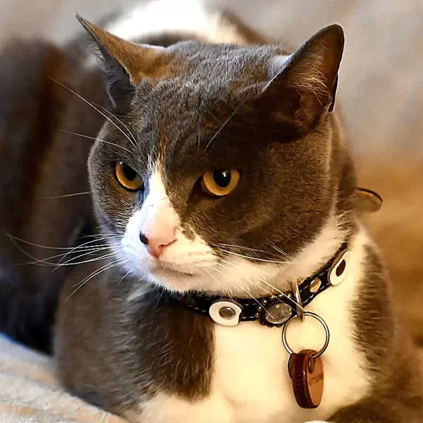 Luxe leren kattenhalsband, design Moonlight, met bijpassende kattenpenning, getoond door modelkat Nielsen van de linkerkant.