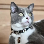 Luxe leren kattenhalsband, ontwerp Moonlight, met bijpassende kattenpenning, getoond door modelkat Nielsen van de rechterkant.