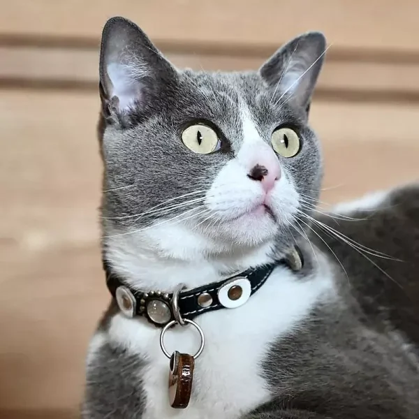 Luxe leren kattenhalsband, ontwerp Moonlight, met bijpassende kattenpenning, getoond door modelkat Nielsen van de rechterkant.