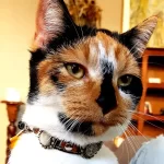 Kattenmodel Coco toont de voorkant van haar Superpipapo Autumn design luxe leren kattenhalsband in stijlvolle natuurlijke kleuren met elastische veiligheidssluiting.