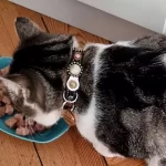 Kattenmodel Findus toont de D-ring en bijpassend kattenlabel van zijn Superpipapo Autumn design luxe leren kattenhalsband in stijlvolle natuurlijke kleuren.