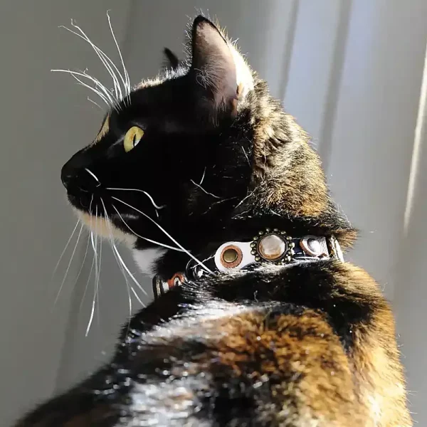 Kattenmodel Sunny toont de zijkant van Superpipapo's herfstdesign luxe kattenhalsband in stijlvolle natuurlijke kleuren. De leren kattenhalsband heeft een elastische veiligheidsgesp.