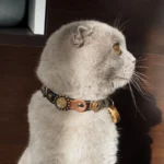 Zijaanzicht van Scottish Fold kattenmodel Chucki met de leren kattenhalsband “Jeans” van Superpipapo — stijlvol huisdieraccessoire met bronzen en gouden details.