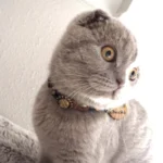 Scottish Fold kattenmodel Chucki met de leren kattenhalsband “Jeans” van Superpipapo — luxe huisdieraccessoire met gouden details.