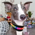 Greyhound genaamd Yvo met de leren halsband “Rainbow Liberty” met kleurrijke regenboogpatches terwijl hij binnen op een patroonbank zit.