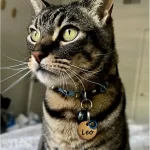 Katzenmarke mit Blau Leder Dot Gezeigt Durch Katzenmodell Leo.