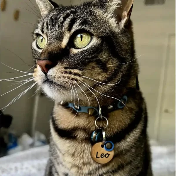 Kattenpenning Met Blauwe Dot van Leer Geshowd door Kattenmodel Leo.