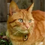 Katzenmarke mit Leder Grüne Dot Gezeigt Durch Katzenmodell Pep.
