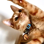 Katzenmarke mit Leder Orange Dot Gezeigt Durch Katzenmodell Cooper.