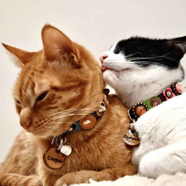 Kattenpenningen Met Oranje en Groene Dot van Leer Geshowd door Kattenmodellen Dinah en Cooper.