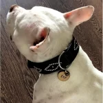 Hundemarke mit Schwarz Leder Dot Gezeigt Durch Hundemodell Ivy.