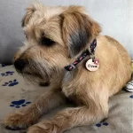 Hundemarke mit Leder Rosa Blume Gezeigt Durch Hundemodell Diva.