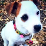 Hundemarke mit Leder Rosa Fuchsia Blume Gezeigt Durch Hundemodell Pam.