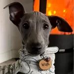 Hundemarke mit Leder Rotes Herz Gezeigt Durch Hundemodell Wifi.