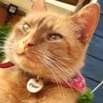 Kattenpenning Geshowd door Kattenmodel Peer.