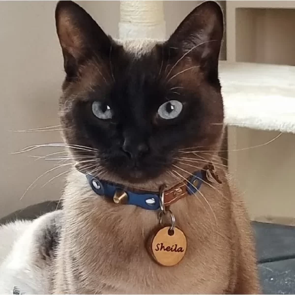 Kattenpenning Geshowd door Kattenmodel Sheila.