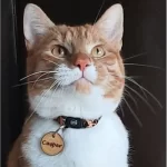 Kattenpenning Geshowd door Kattenmodel Casper.