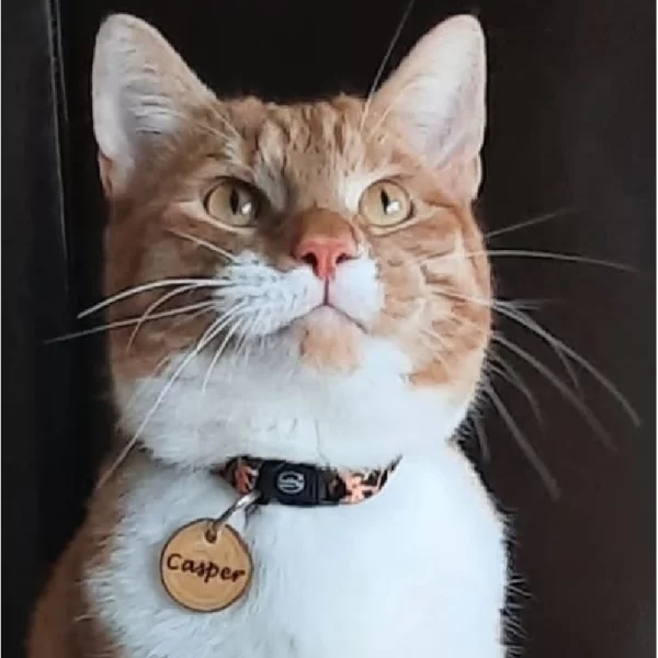 Kattenpenning Geshowd door Kattenmodel Casper.