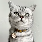 Kattenpenning Geshowd door Kattenmodel Winston.