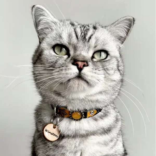 Kattenpenning Geshowd door Kattenmodel Winston.