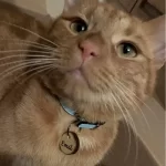 Kattenpenning Geshowd door Kattenmodel Emil.
